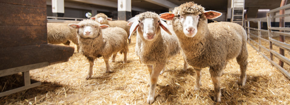 Kendi kesimimiz olan kuzu eti, dana eti ve tosun eti. Laame GmbH